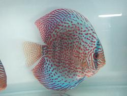 Discus farm עמל 15, ראש העין