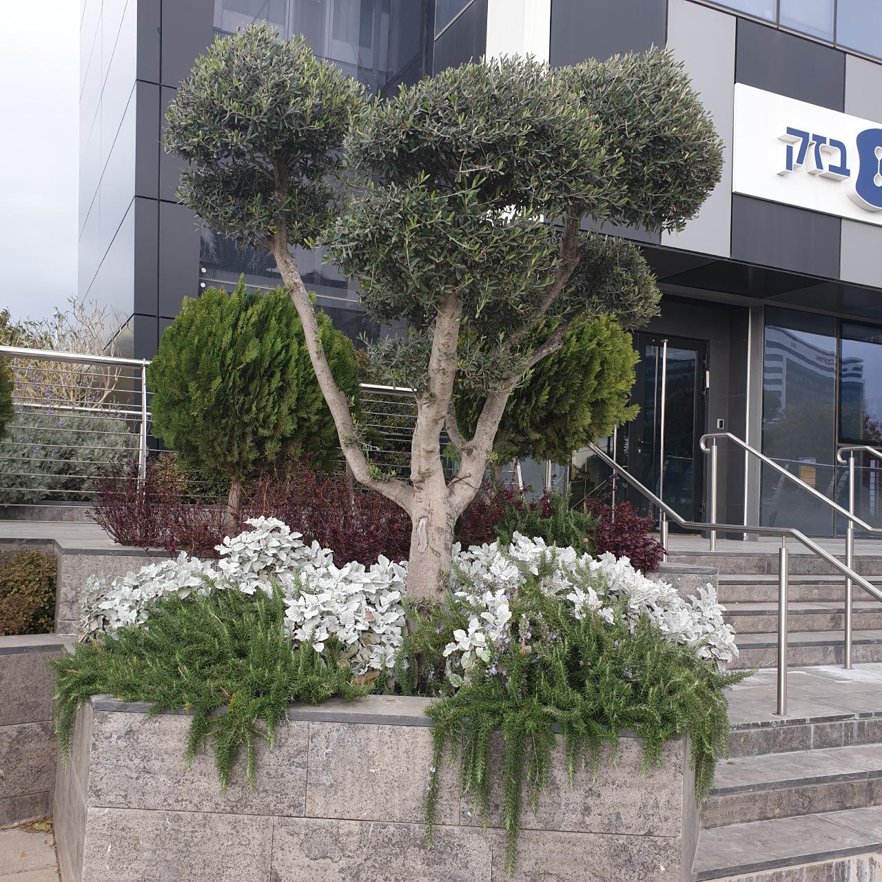 מתן גינון