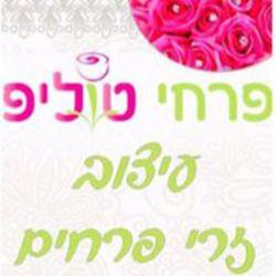 טוליפ	,	שדרות העצמאות 79